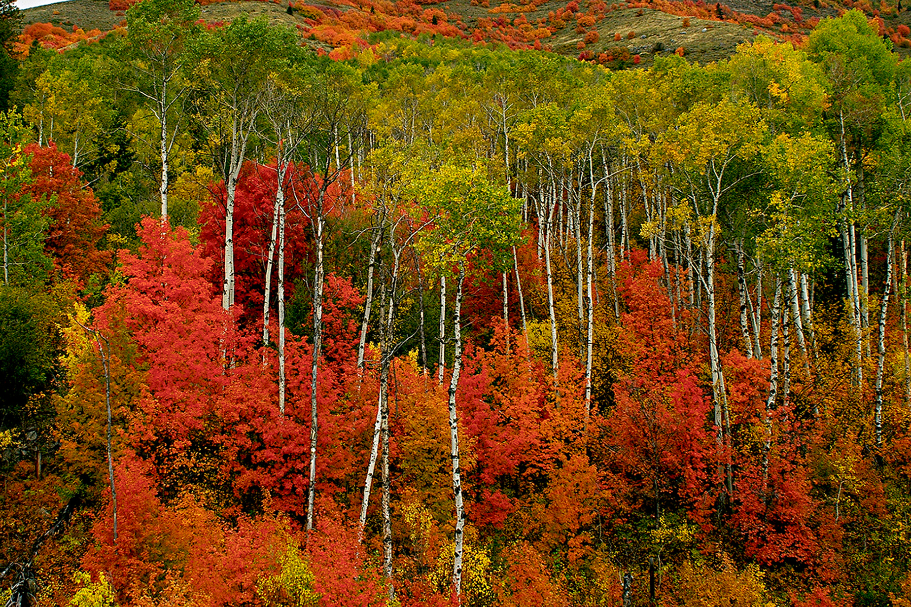 FALL COLORS AT PALISADES RESERVOIR | Shutterbug